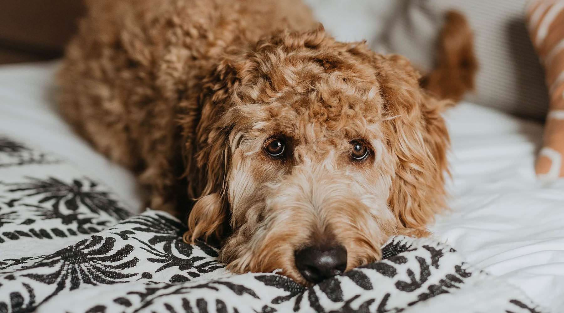 Loveland homes for rent Vella Terra